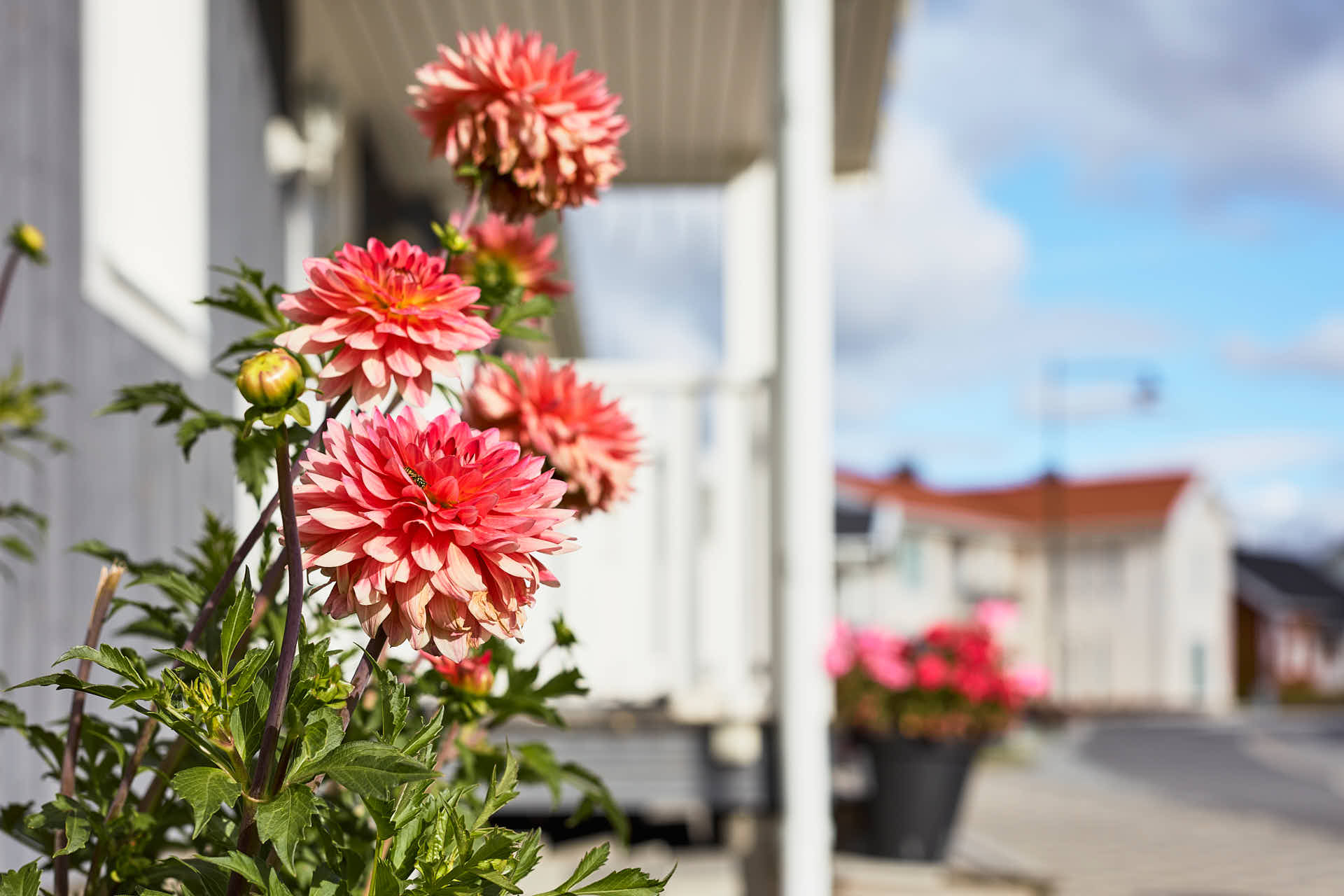 Blomma i förgunden, villor.  Glasberga Sjöstad i Södertälje. Kund Paradoumo, foto av Martin Ekwall